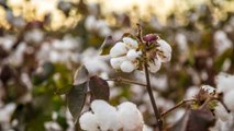 Proyectan miles de empleos afectados por arancel del 0% a importaciones de algodón
