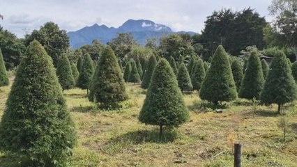 En Volcán ya están a la venta los árboles de Navidad