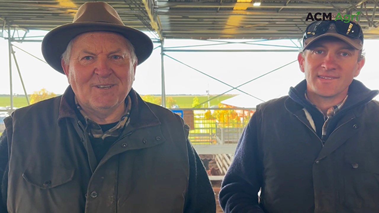 70mm rain is a 'game changer' for Mortlake weaner vendors