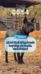 Meet Thai Ridgeback: Loyalty, strength, and history