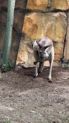 Kangaroo scratching only in Australia 🇦🇺