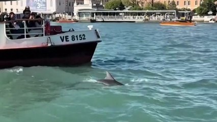 [나우쇼츠] '집에 가라니까'...다시 돌아온 돌고래 "새 집이 좋아" / YTN