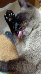 Good Morning! The Cat Is Preparing For The Day! #cat #funnycats #cute #funny #Viralcats #goodmorning #foryou