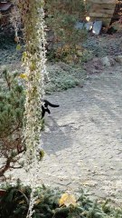 Quick Morning Visit :) #shorts #cat #funnycats #cutecats #funny #feline #fun #viralcats #fyp