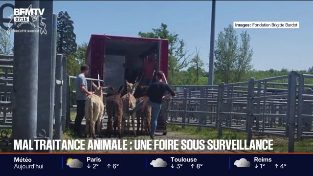 Maltraitance animale: à la foire chevaline de Maurs, on constate (...) qu'il n'y a pas beaucoup d'évolution , dénonce Damien Wolff, de la Fondation Brigitte Bardot