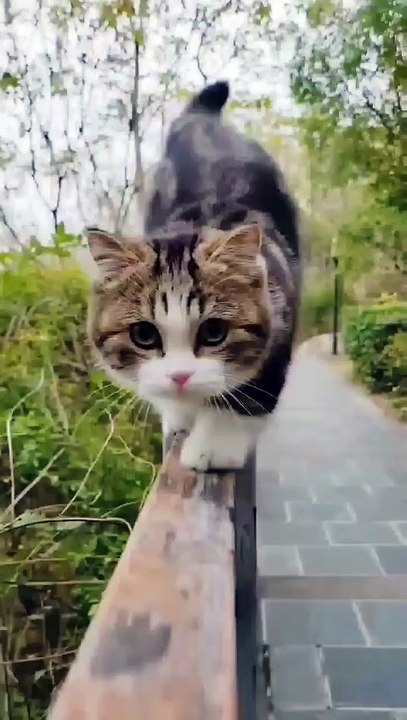 Lovely Cute cat ❣️😜 #shorts #babycat #cute #kitten #kitty #catvideos
