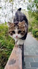 Lovely Cute cat ❣️😜 #shorts #babycat #cute #kitten #kitty #catvideos