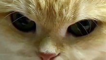 So Cute Cat 😻❣️ #cat #shorts #babycat #kitten #cutecat #catlover