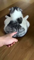 Cute cat 😻_ Funny Cat 🙈😛 #shorts #cat #catlover #funnycats #kitten #kitty #catvideos