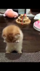 Funny Cat 😛😂😛 #shorts #cat #cute #funnycats #catvideos