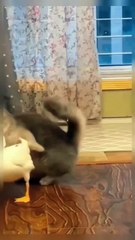 Cute Cat Funny Video 🙈😜🤣 #shorts #cat #babycat #kitten #kitty #catshorts