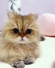 Funny Cat 😛😍 #shorts #funny #funnycat #cute #funnycats