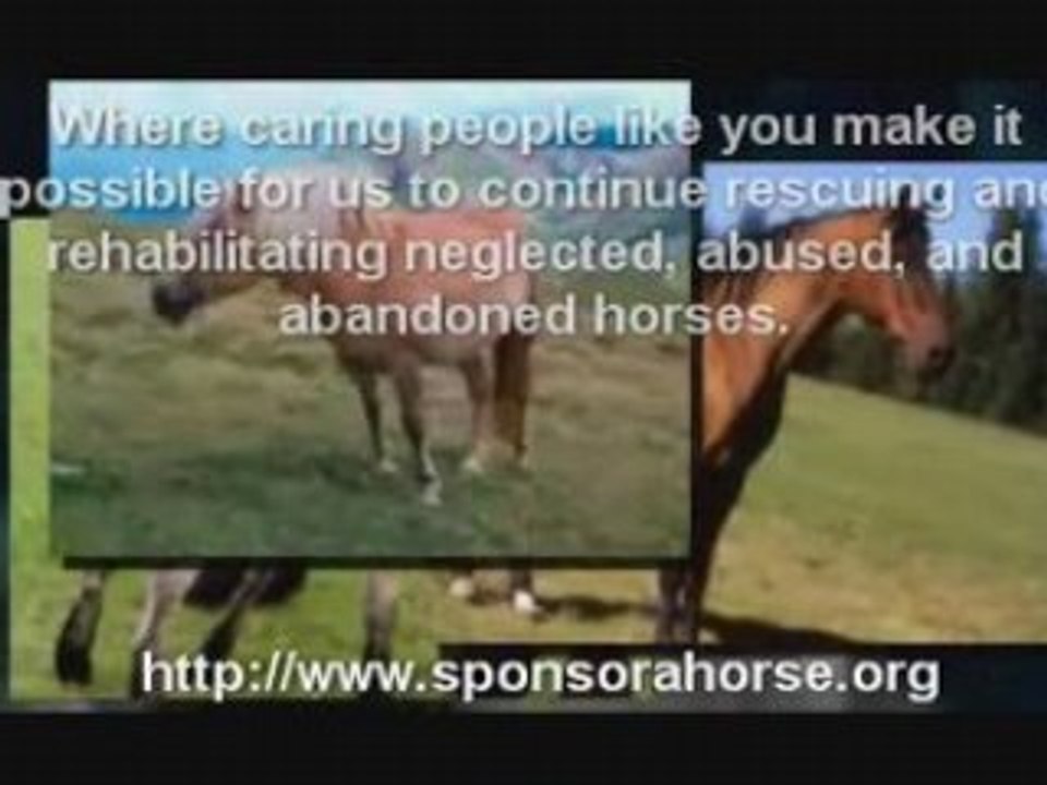 Sponsor A Horse