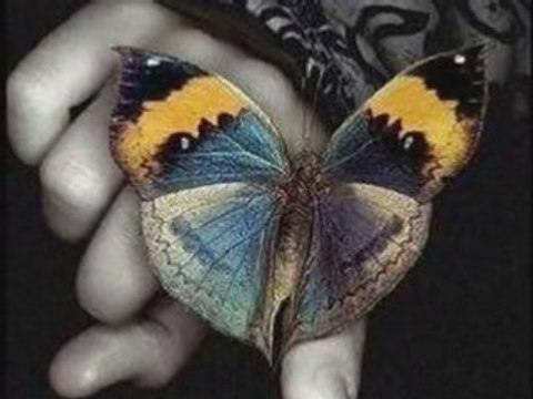 Feel - Jak Anioła Głos