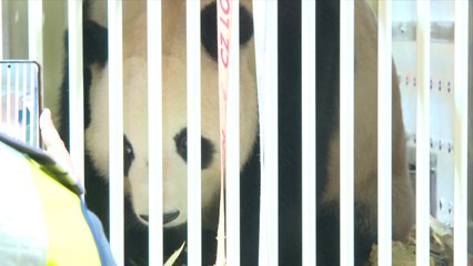 Malaysia welcomes new giant panda couple Chen Xing, Xiao Yue