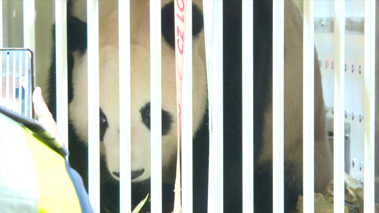 Malaysia welcomes new giant panda couple Chen Xing, Xiao Yue