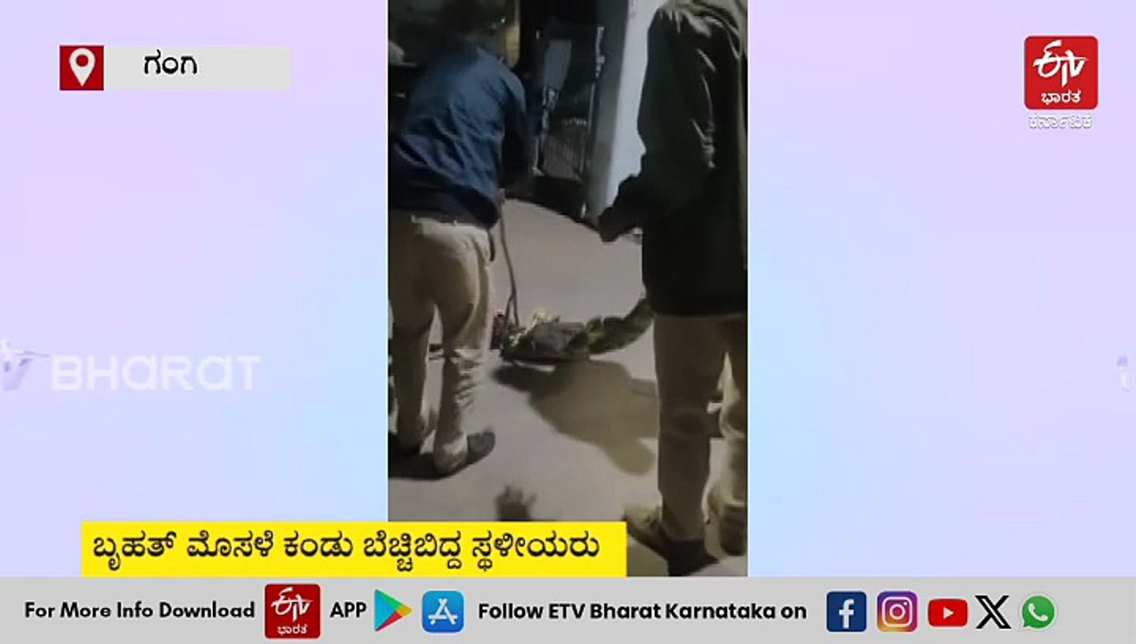 ಗಂಗಾವತಿ -  ಜನವಸತಿ ಪ್ರದೇಶಕ್ಕೆ ನುಗ್ಗಿದ ಮೊಸಳೆ: ಮಧ್ಯರಾತ್ರಿ ಕಾರ್ಯಾಚರಣೆ