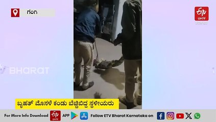 ಗಂಗಾವತಿ -  ಜನವಸತಿ ಪ್ರದೇಶಕ್ಕೆ ನುಗ್ಗಿದ ಮೊಸಳೆ: ಮಧ್ಯರಾತ್ರಿ ಕಾರ್ಯಾಚರಣೆ