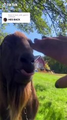 Kwai Funny Videos 2021, Chinese Funny Video try not to laugh #short #334