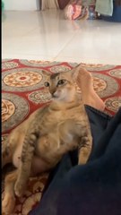 Funny Cats Movements For Cat lovers. Must Watch