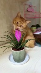 Funny Cats Movements For Cat lovers. Must Watch