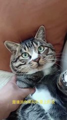 Funny Cats Movements For Cat lovers. Must Watch