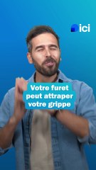 Votre furet peut attraper votre grippe - les conseils du véto