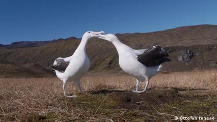 How South Africa Protects Seabirds from commercial fishery