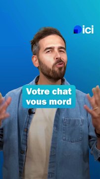 Votre chat mord pendant les caresses - les conseils du véto