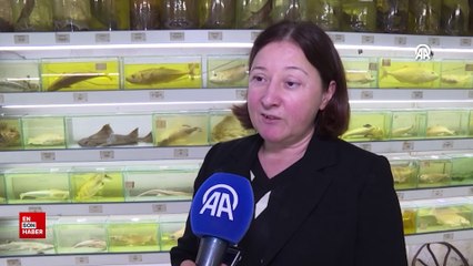 Türkiye'nin denizlerindeki balık türleri hızla azalıyor