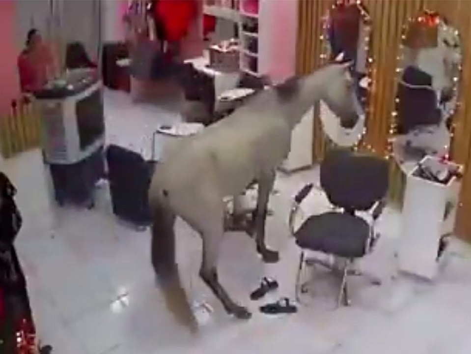Chaos-Besuch: Pferd mischt Schönheitssalon auf