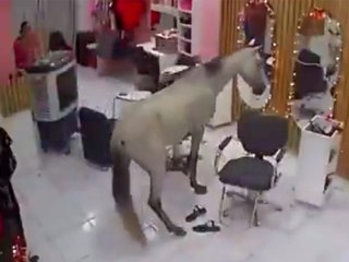 Chaos-Besuch: Pferd mischt Schönheitssalon auf