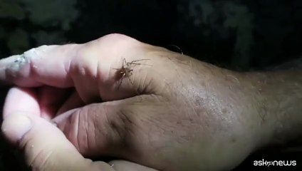 Scoperta una ragnatela gigante con 111.000 ragni