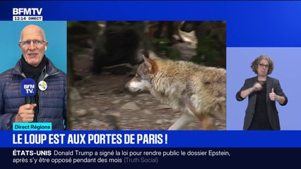 "Il n'y a rien d'étonnant": le département de Seine-et-Marne a confirmé la présence d'un loup