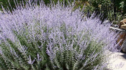 These Late-Blooming Flowers Are the Key to Saving Pollinators
