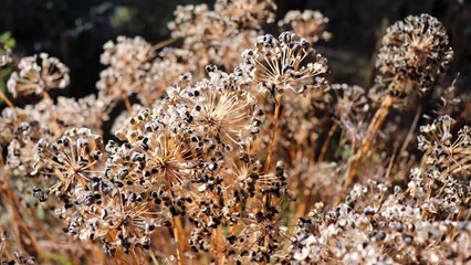 Only Rookies Throw Away Their Dead Annuals–Wait Until Spring!
