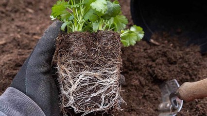 10 Gardening Mistakes You Could Be Doing With Your Cilantro