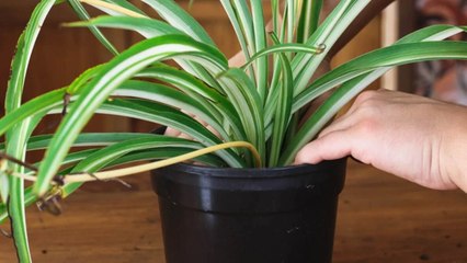 10 Signs Your Spider Plant Needs To Be Repotted