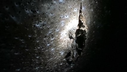 VIDEO | Descubrieron una monstruosa telaraña con más de 100.000 arañas en una cueva