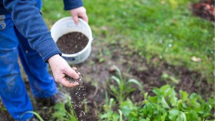No More Manure: 10 Vegan Fertilizer Options For Your Garden