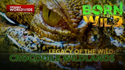 Mga buwaya, itinuturing na ninuno ng mga taga-Tawi-Tawi?! | Born To Be Wild