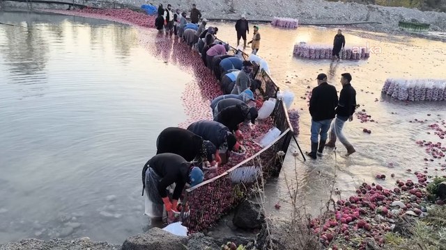 Çiftçi isyanda! Üretici kazanmıyor, aracı kazanıyor