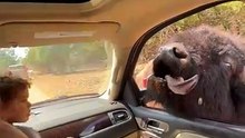Giant Buffalo Sticks Its Head Inside Car Window in Wild Encounter|| Heartsome 💖