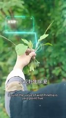 SURVIVING FAMINE WITH A MODERN SYSTEM.