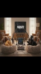 Silly Cats Doing Podcast 😹