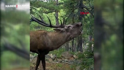 DKMP'den 'kızılgeyik' paylaşımı: Unutulmaz bir bakış attı