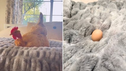 Family Who Found Eggs In Son's Bed Discover Hen's Secret Escape Missions | Wild-ish TV