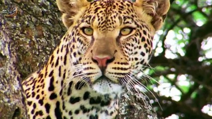 African Leopards Wild Animals