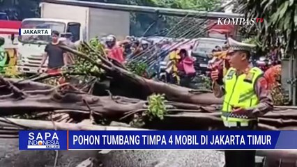 Pohon Tumbang Timpa 4 Mobil di Jatinegara Jakarta Timur, Sebabkan Kemacetan Panjang