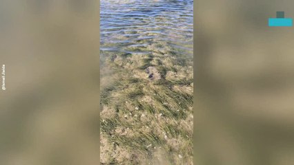 Man Finds Strange Sea Snail While Exploring Coast